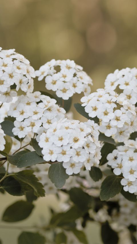 Download wallpaper 2160x3840 spirea, flowers, leaves, white samsung galaxy s4, s5, note, sony xperia z, z1, z2, z3, htc one, lenovo vibe hd background