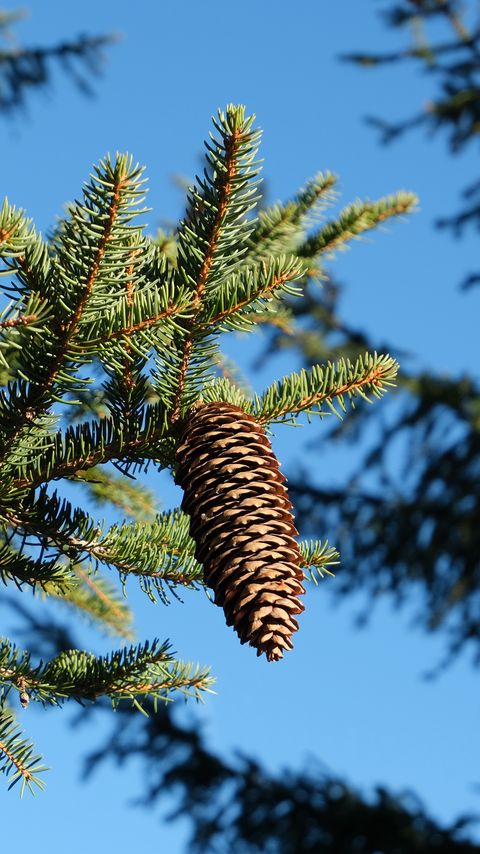 Download wallpaper 2160x3840 spruce, branches, needles, pine cone, macro samsung galaxy s4, s5, note, sony xperia z, z1, z2, z3, htc one, lenovo vibe hd background