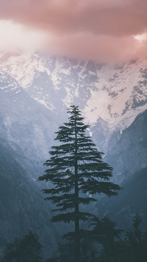 Download wallpaper 2160x3840 spruce, mountains, snow, nature samsung galaxy s4, s5, note, sony xperia z, z1, z2, z3, htc one, lenovo vibe hd background