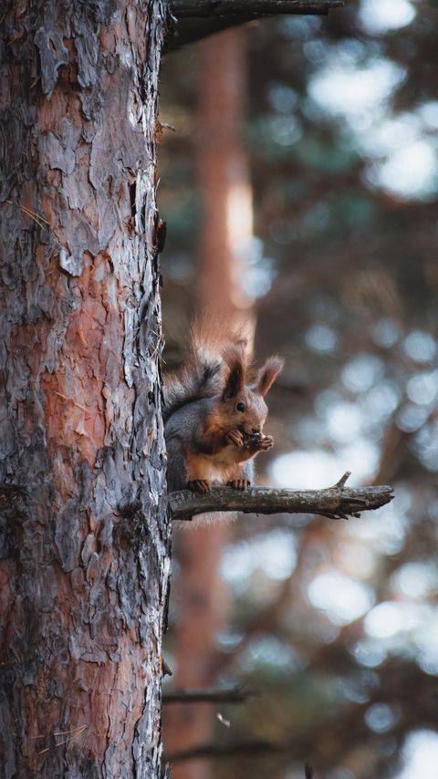 Download wallpaper 2160x3840 squirrel, animal, tree, branch, brown samsung galaxy s4, s5, note, sony xperia z, z1, z2, z3, htc one, lenovo vibe hd background