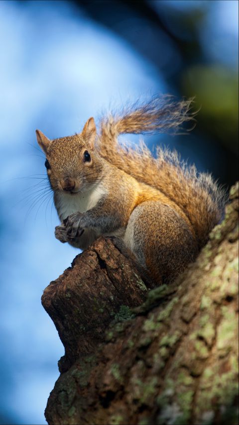Download wallpaper 2160x3840 squirrel, bark, tree, wildlife samsung galaxy s4, s5, note, sony xperia z, z1, z2, z3, htc one, lenovo vibe hd background