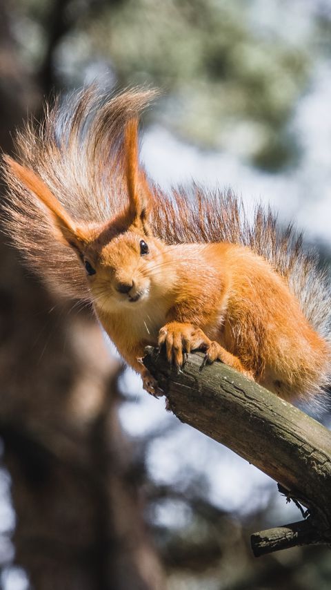 Download wallpaper 2160x3840 squirrel, branch, tree, wildlife samsung galaxy s4, s5, note, sony xperia z, z1, z2, z3, htc one, lenovo vibe hd background