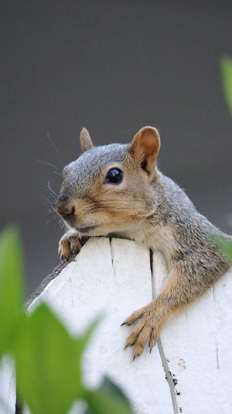 Download wallpaper 2160x3840 squirrel, fence, leaves, animal samsung galaxy s4, s5, note, sony xperia z, z1, z2, z3, htc one, lenovo vibe hd background