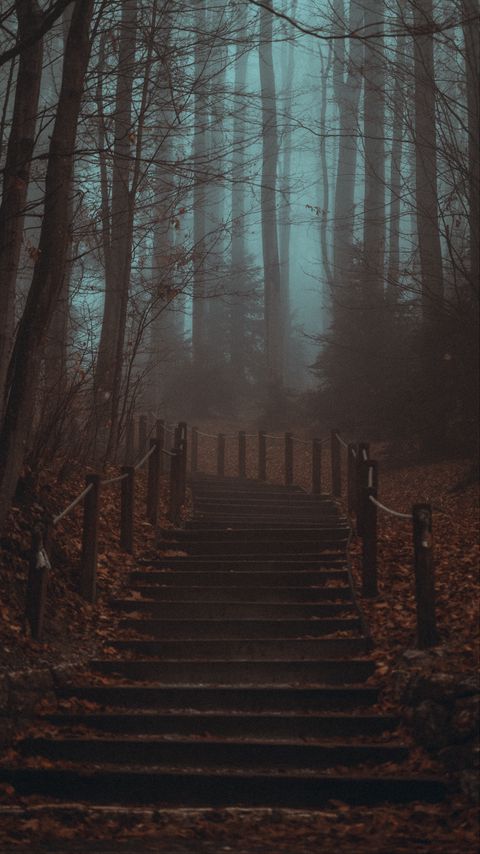 Download wallpaper 2160x3840 stairs, steps, forest, trees, haze, fog samsung galaxy s4, s5, note, sony xperia z, z1, z2, z3, htc one, lenovo vibe hd background