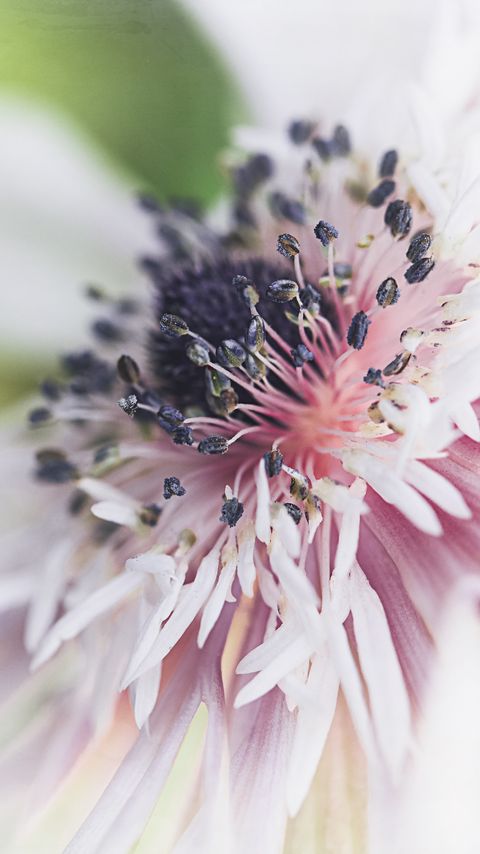 Download wallpaper 2160x3840 stamens, flower, macro, blur samsung galaxy s4, s5, note, sony xperia z, z1, z2, z3, htc one, lenovo vibe hd background
