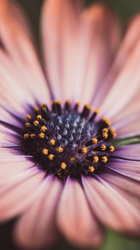 Download wallpaper 2160x3840 stamens, flower, petals, macro samsung galaxy s4, s5, note, sony xperia z, z1, z2, z3, htc one, lenovo vibe hd background