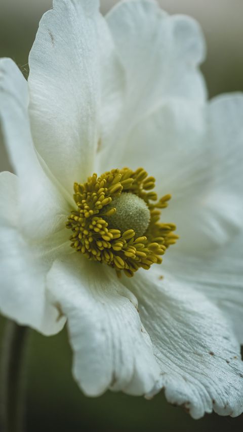 Download wallpaper 2160x3840 stamens, petals, flower, macro, white samsung galaxy s4, s5, note, sony xperia z, z1, z2, z3, htc one, lenovo vibe hd background