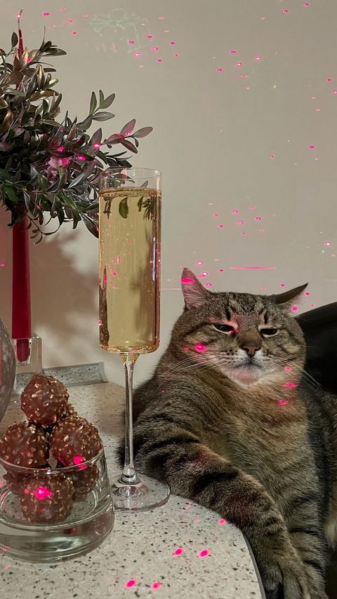Download wallpaper 2160x3840 stepan, cat stepan, pet, pose, funny samsung galaxy s4, s5, note, sony xperia z, z1, z2, z3, htc one, lenovo vibe hd background