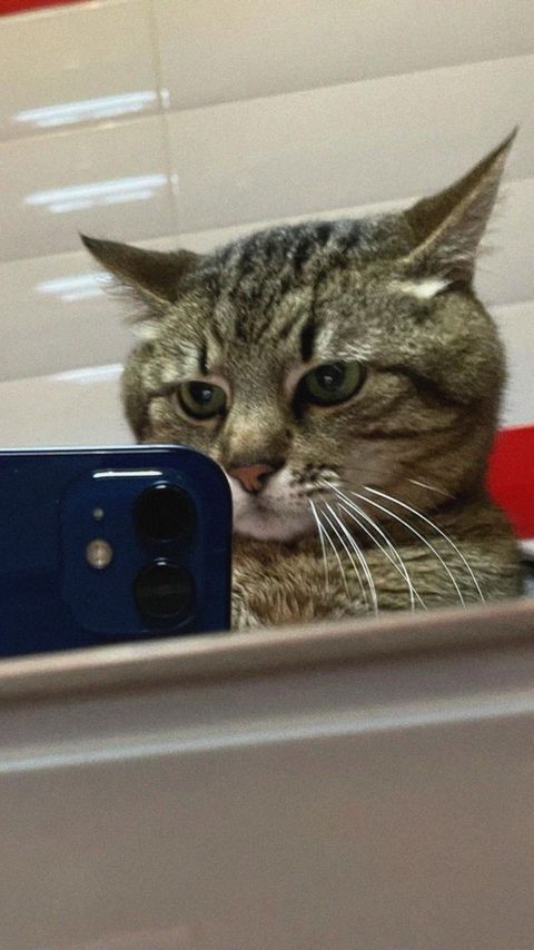 Download wallpaper 2160x3840 stepan, cat stepan, selfie, phone, mirror samsung galaxy s4, s5, note, sony xperia z, z1, z2, z3, htc one, lenovo vibe hd background