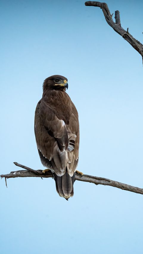 Download wallpaper 2160x3840 steppe eagle, bird, sky, branch samsung galaxy s4, s5, note, sony xperia z, z1, z2, z3, htc one, lenovo vibe hd background