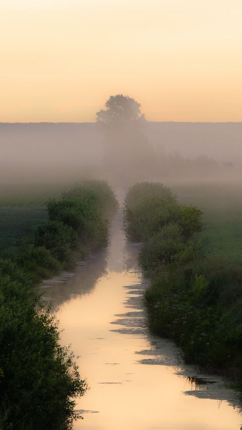Download wallpaper 2160x3840 stream, bushes, tree, fog samsung galaxy s4, s5, note, sony xperia z, z1, z2, z3, htc one, lenovo vibe hd background