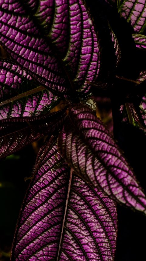 Download wallpaper 2160x3840 strobilanthes, leaves, plant, macro, purple samsung galaxy s4, s5, note, sony xperia z, z1, z2, z3, htc one, lenovo vibe hd background
