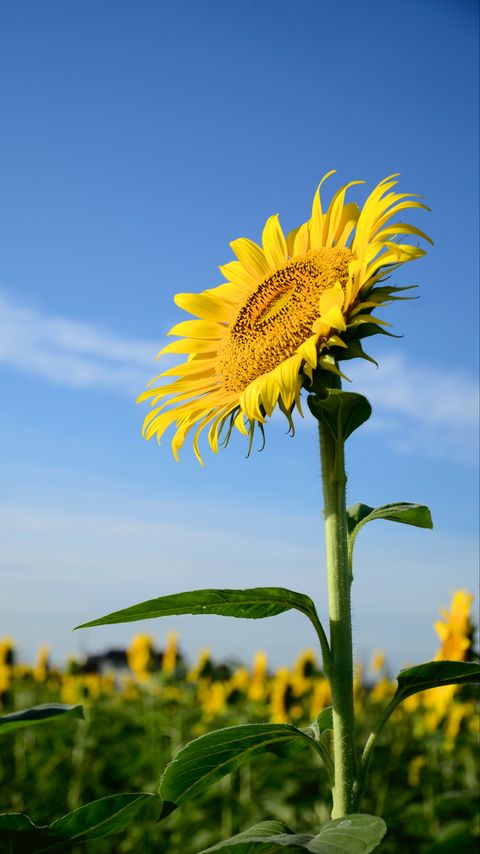 Download wallpaper 2160x3840 sunflower, flower, stem, leaves samsung galaxy s4, s5, note, sony xperia z, z1, z2, z3, htc one, lenovo vibe hd background