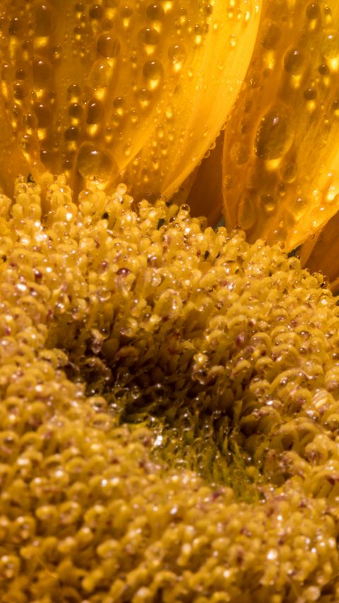 Download wallpaper 2160x3840 sunflower, petals, drops, macro, flower, yellow samsung galaxy s4, s5, note, sony xperia z, z1, z2, z3, htc one, lenovo vibe hd background