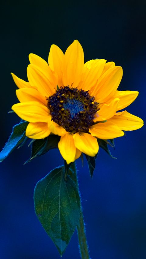 Download wallpaper 2160x3840 sunflower, petals, leaves samsung galaxy s4, s5, note, sony xperia z, z1, z2, z3, htc one, lenovo vibe hd background