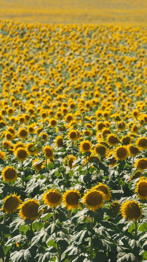 Download wallpaper 2160x3840 sunflowers, field, nature samsung galaxy s4, s5, note, sony xperia z, z1, z2, z3, htc one, lenovo vibe hd background