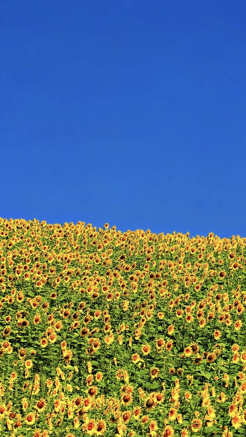 Download wallpaper 2160x3840 sunflowers, flowers, field samsung galaxy s4, s5, note, sony xperia z, z1, z2, z3, htc one, lenovo vibe hd background