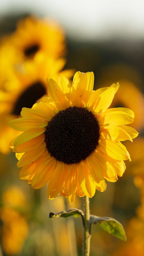 Download wallpaper 2160x3840 sunflowers, flowers, petals, blur, yellow samsung galaxy s4, s5, note, sony xperia z, z1, z2, z3, htc one, lenovo vibe hd background