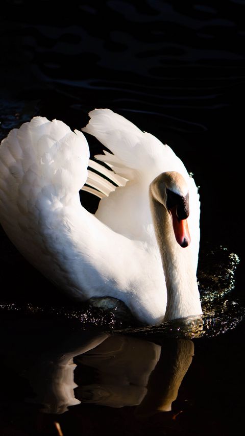 Download wallpaper 2160x3840 swan, bird, water, reflection, splashes samsung galaxy s4, s5, note, sony xperia z, z1, z2, z3, htc one, lenovo vibe hd background