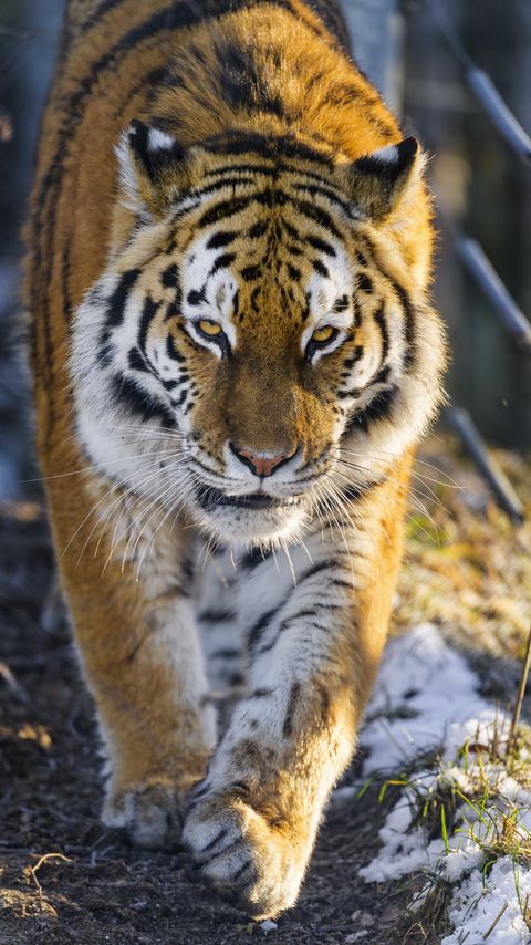 Download wallpaper 2160x3840 tiger, big cat, movement, animal, predator samsung galaxy s4, s5, note, sony xperia z, z1, z2, z3, htc one, lenovo vibe hd background