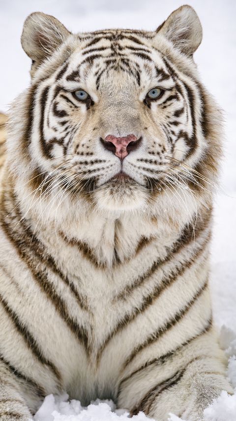 Download wallpaper 2160x3840 tiger, glance, wildlife, big cat, animal, white samsung galaxy s4, s5, note, sony xperia z, z1, z2, z3, htc one, lenovo vibe hd background