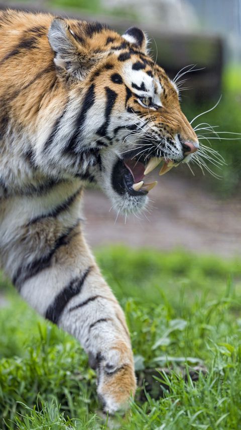 Download wallpaper 2160x3840 tiger, grin, paw, predator samsung galaxy s4, s5, note, sony xperia z, z1, z2, z3, htc one, lenovo vibe hd background