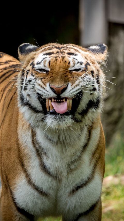 Download wallpaper 2160x3840 tiger, grin, predator, big cat, animal samsung galaxy s4, s5, note, sony xperia z, z1, z2, z3, htc one, lenovo vibe hd background