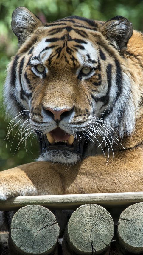 Download wallpaper 2160x3840 tiger, grin, predator, pose samsung galaxy s4, s5, note, sony xperia z, z1, z2, z3, htc one, lenovo vibe hd background