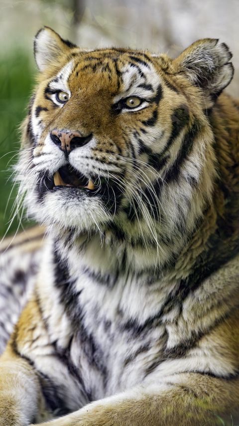Download wallpaper 2160x3840 tiger, grin, predator, big cat, wild samsung galaxy s4, s5, note, sony xperia z, z1, z2, z3, htc one, lenovo vibe hd background