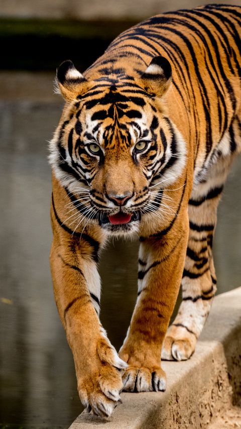 Download wallpaper 2160x3840 tiger, movement, predator, big cat samsung galaxy s4, s5, note, sony xperia z, z1, z2, z3, htc one, lenovo vibe hd background
