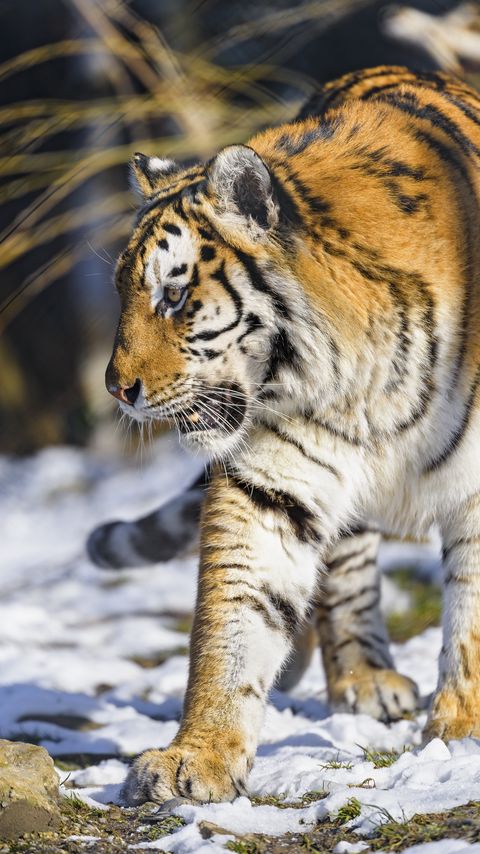 Download wallpaper 2160x3840 tiger, paw, predator, big cat, animal samsung galaxy s4, s5, note, sony xperia z, z1, z2, z3, htc one, lenovo vibe hd background