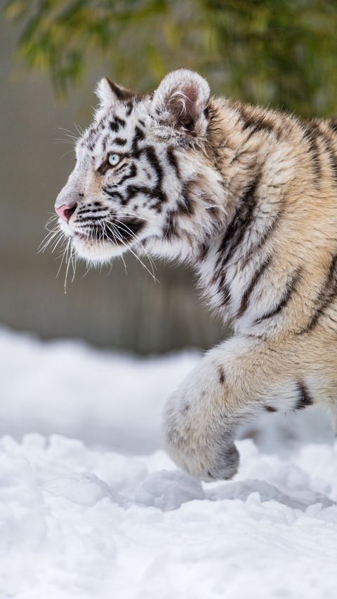 Download wallpaper 2160x3840 tiger, paw, snow, predator samsung galaxy s4, s5, note, sony xperia z, z1, z2, z3, htc one, lenovo vibe hd background