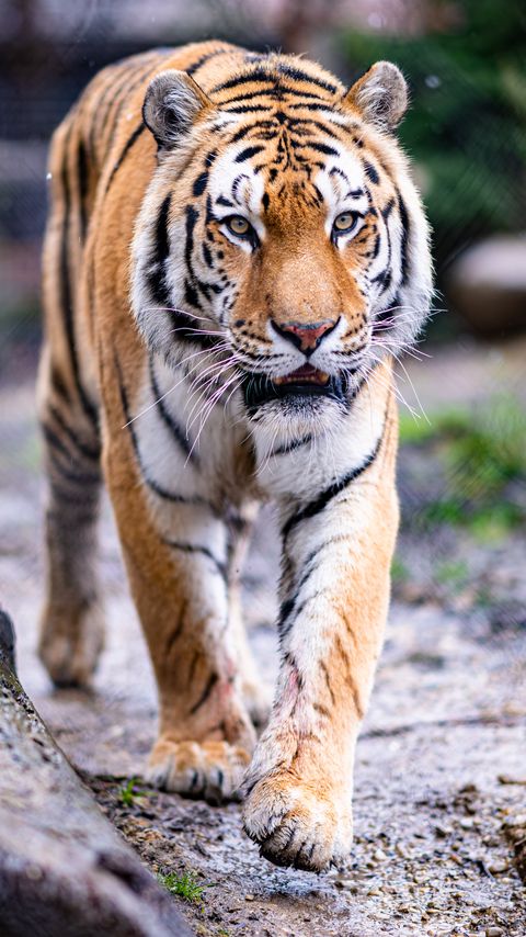 Download wallpaper 2160x3840 tiger, paws, movement, predator, big cat, animal samsung galaxy s4, s5, note, sony xperia z, z1, z2, z3, htc one, lenovo vibe hd background