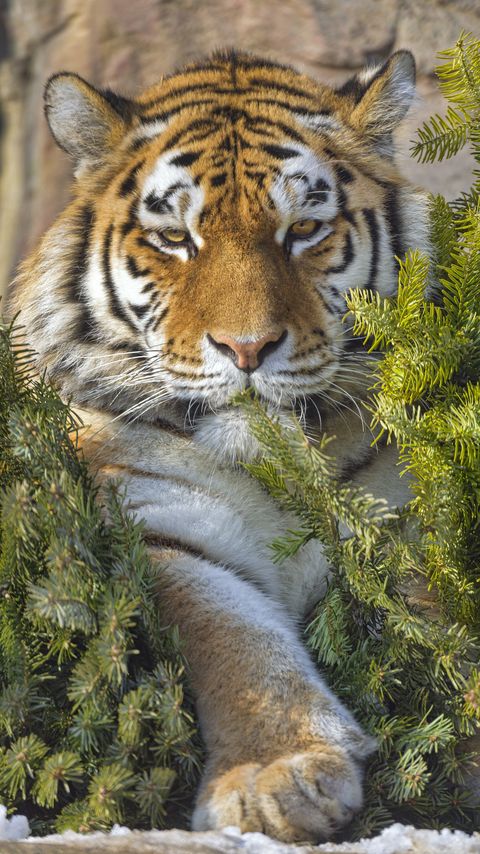 Download wallpaper 2160x3840 tiger, predator, animal, needles samsung galaxy s4, s5, note, sony xperia z, z1, z2, z3, htc one, lenovo vibe hd background