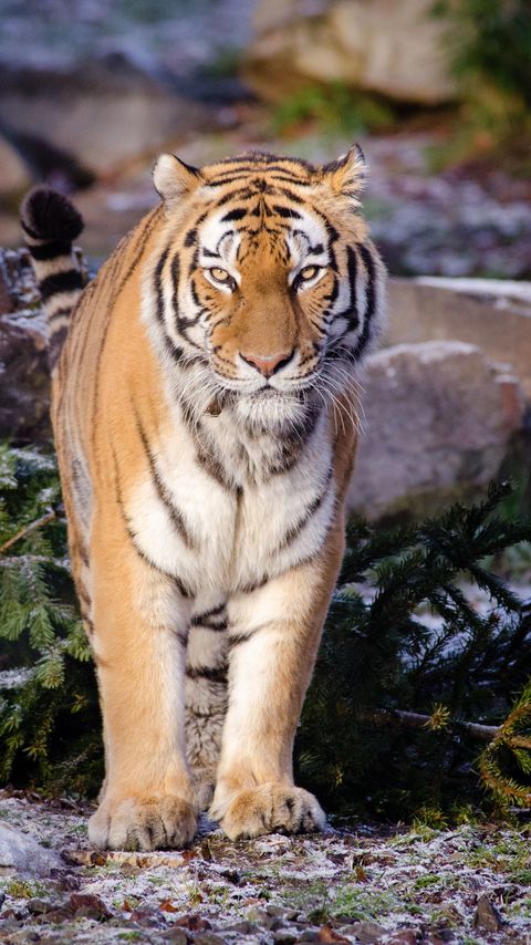 Download wallpaper 2160x3840 tiger, predator, animal, blur samsung galaxy s4, s5, note, sony xperia z, z1, z2, z3, htc one, lenovo vibe hd background