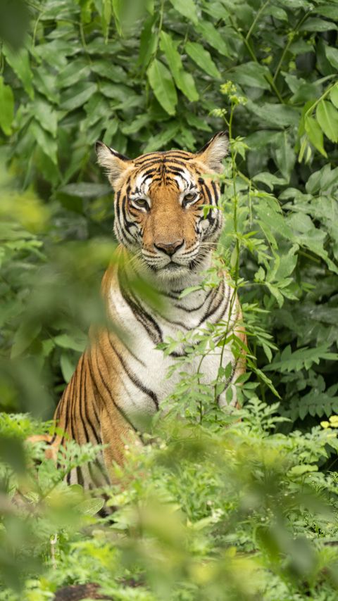 Download wallpaper 2160x3840 tiger, predator, animal, leaves, wildlife samsung galaxy s4, s5, note, sony xperia z, z1, z2, z3, htc one, lenovo vibe hd background