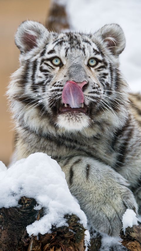 Download wallpaper 2160x3840 tiger, protruding tongue, predator, big cat, paw, snow samsung galaxy s4, s5, note, sony xperia z, z1, z2, z3, htc one, lenovo vibe hd background