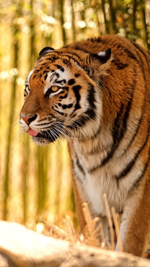 Download wallpaper 2160x3840 tiger, protruding tongue, predator, big cat, blur samsung galaxy s4, s5, note, sony xperia z, z1, z2, z3, htc one, lenovo vibe hd background