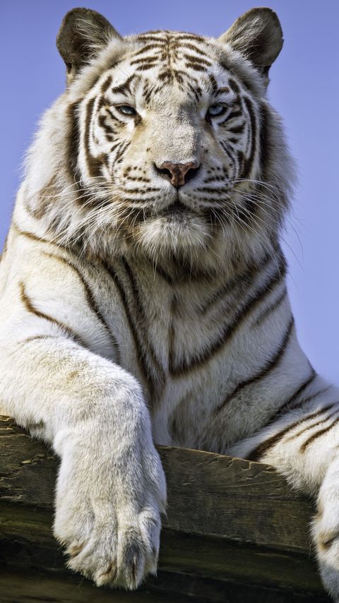 Download wallpaper 2160x3840 tigress, paw, predator, big cat samsung galaxy s4, s5, note, sony xperia z, z1, z2, z3, htc one, lenovo vibe hd background