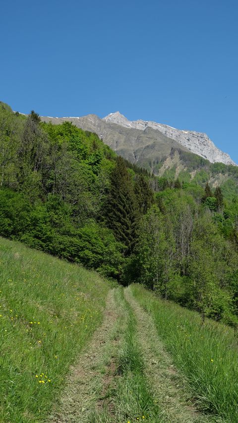 Download wallpaper 2160x3840 trail, grass, trees, mountains samsung galaxy s4, s5, note, sony xperia z, z1, z2, z3, htc one, lenovo vibe hd background
