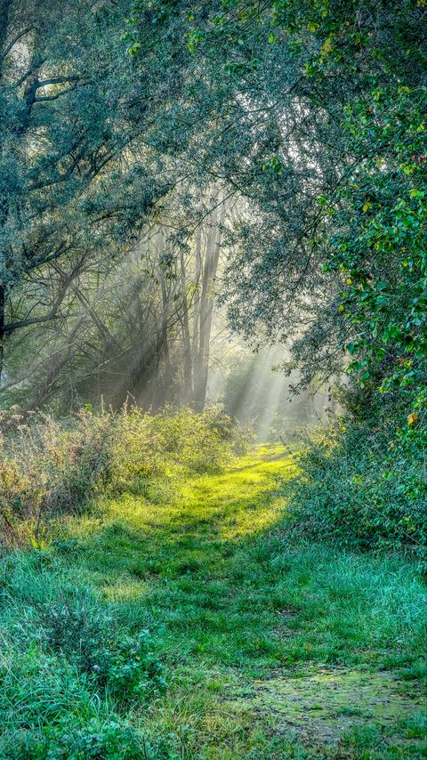Download wallpaper 2160x3840 trail, grass, trees, sunshine samsung galaxy s4, s5, note, sony xperia z, z1, z2, z3, htc one, lenovo vibe hd background