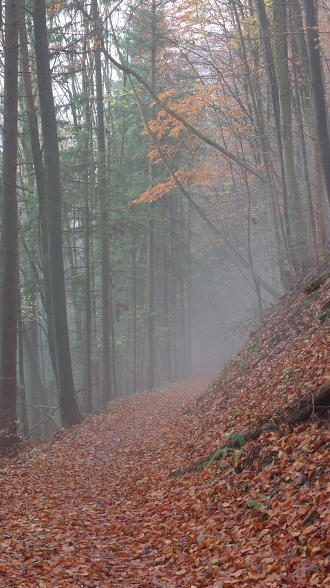 Download wallpaper 2160x3840 trail, leaves, dry, forest, autumn samsung galaxy s4, s5, note, sony xperia z, z1, z2, z3, htc one, lenovo vibe hd background