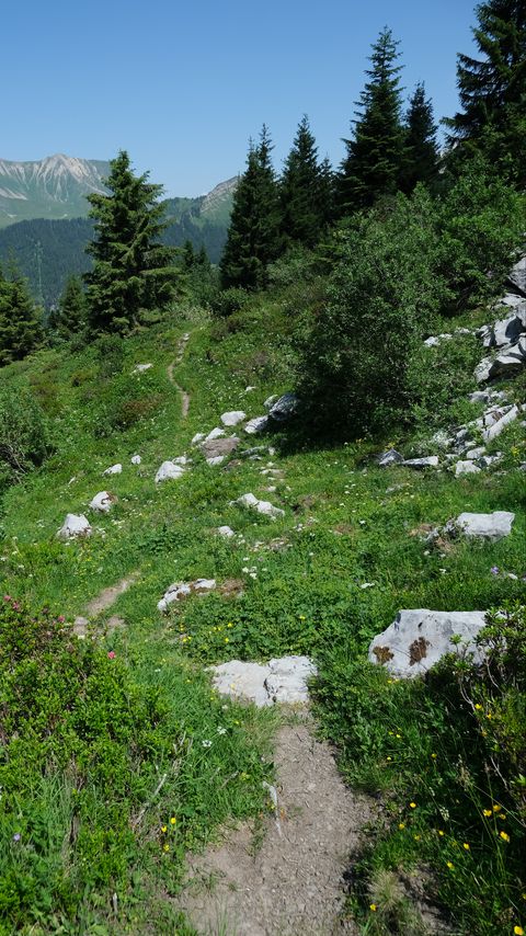 Download wallpaper 2160x3840 trail, trees, mountains, grass samsung galaxy s4, s5, note, sony xperia z, z1, z2, z3, htc one, lenovo vibe hd background