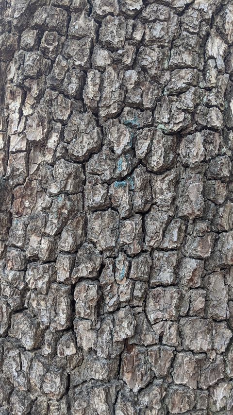 Download wallpaper 2160x3840 tree, bark, cranny, texture samsung galaxy s4, s5, note, sony xperia z, z1, z2, z3, htc one, lenovo vibe hd background