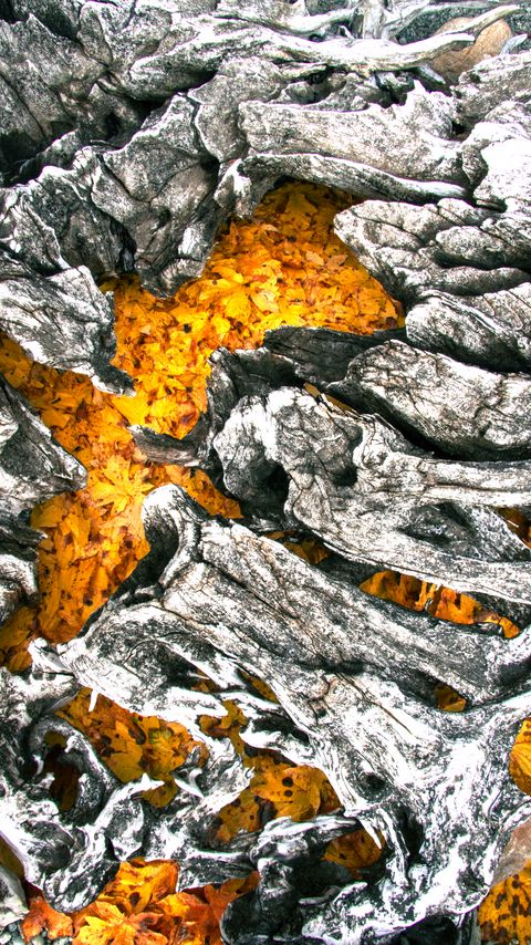 Download wallpaper 2160x3840 tree, bark, leaves, autumn samsung galaxy s4, s5, note, sony xperia z, z1, z2, z3, htc one, lenovo vibe hd background
