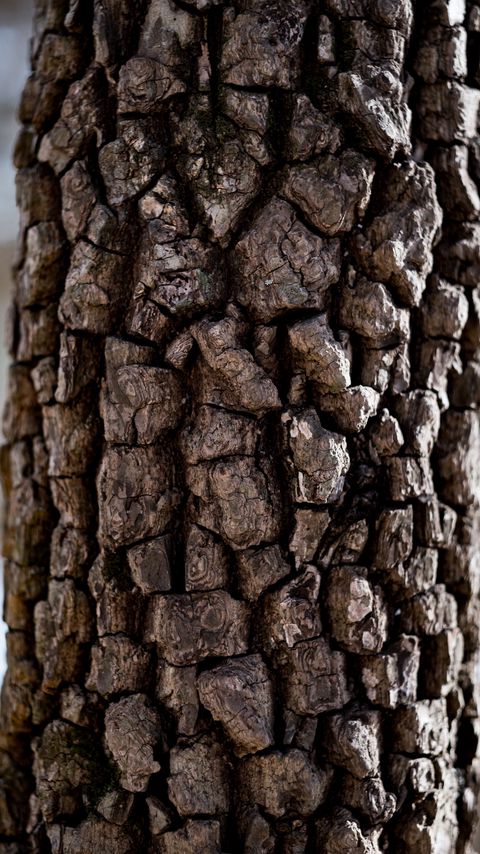 Download wallpaper 2160x3840 tree, bark, texture, macro, brown samsung galaxy s4, s5, note, sony xperia z, z1, z2, z3, htc one, lenovo vibe hd background