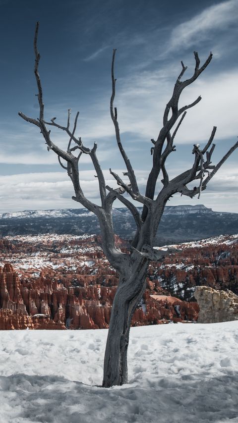 Download wallpaper 2160x3840 tree, branches, canyon, snow, winter samsung galaxy s4, s5, note, sony xperia z, z1, z2, z3, htc one, lenovo vibe hd background