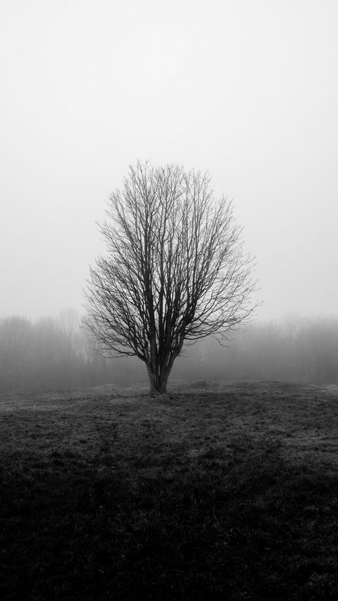 Download wallpaper 2160x3840 tree, branches, field, fog, nature, black and white samsung galaxy s4, s5, note, sony xperia z, z1, z2, z3, htc one, lenovo vibe hd background