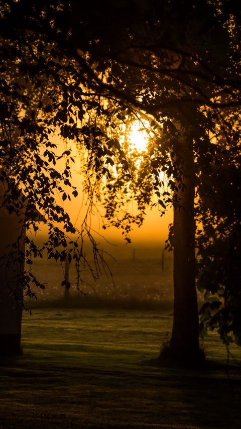 Download wallpaper 2160x3840 tree, branches, field, twilight, dark samsung galaxy s4, s5, note, sony xperia z, z1, z2, z3, htc one, lenovo vibe hd background