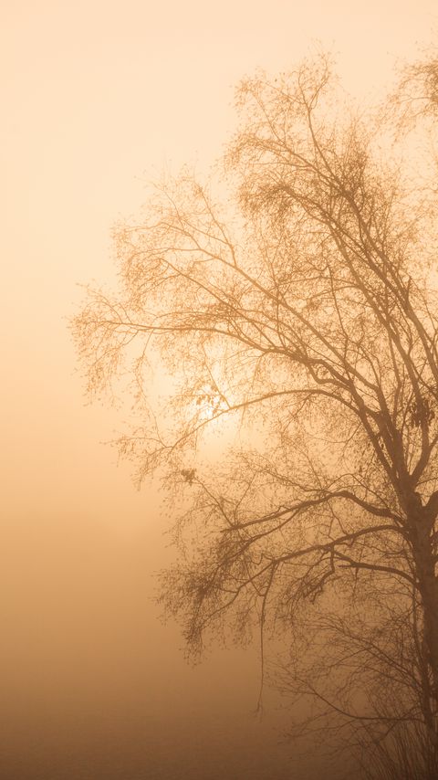 Download wallpaper 2160x3840 tree, branches, fog, mist samsung galaxy s4, s5, note, sony xperia z, z1, z2, z3, htc one, lenovo vibe hd background